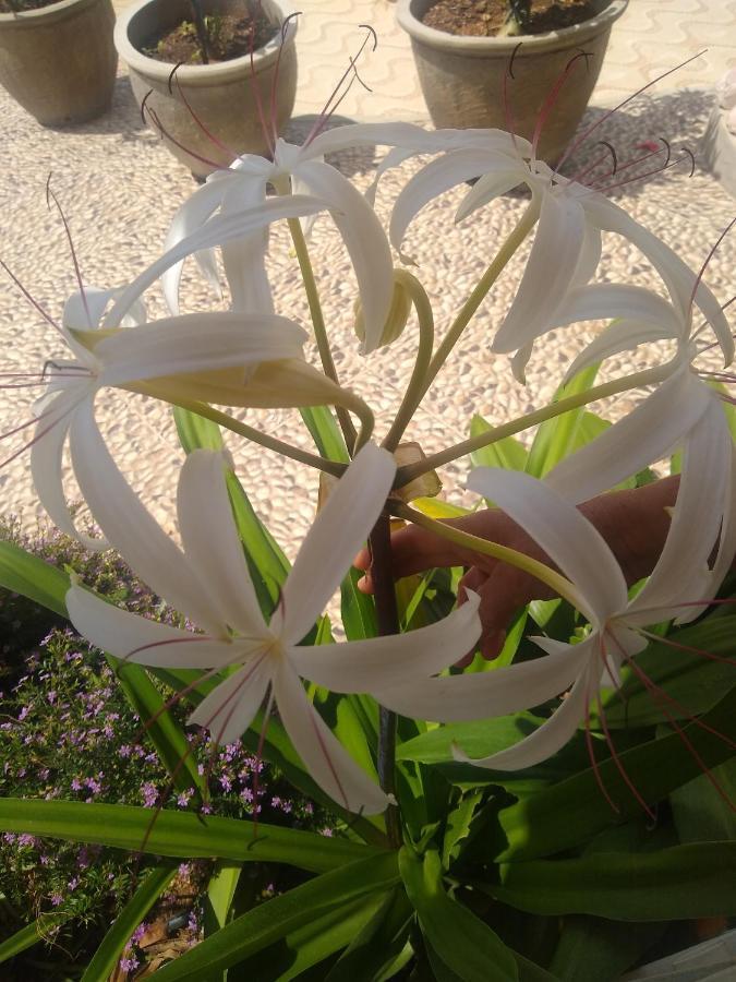 Flor De Mandacaru Pousada Boqueirao  المظهر الخارجي الصورة